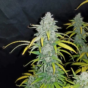 Single Blue Dream Auto cola with resinous buds and distinctive bluish-green leaves