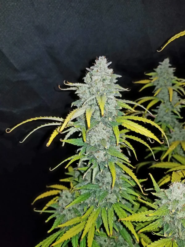 Single Blue Dream Auto cola with resinous buds and distinctive bluish-green leaves