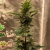 Side profile of Blue Dream Auto plant with multiple bud sites and vibrant foliage