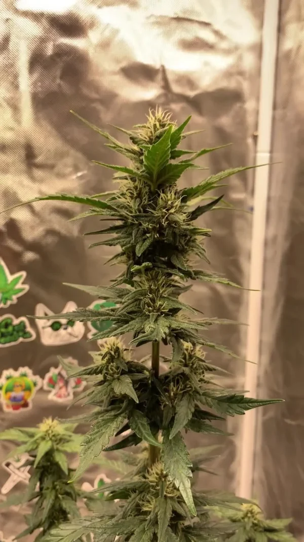Side profile of Blue Dream Auto plant with multiple bud sites and vibrant foliage