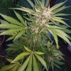 Close-up of Blue Dream Auto bud, showcasing trichomes and bluish-green leaves
