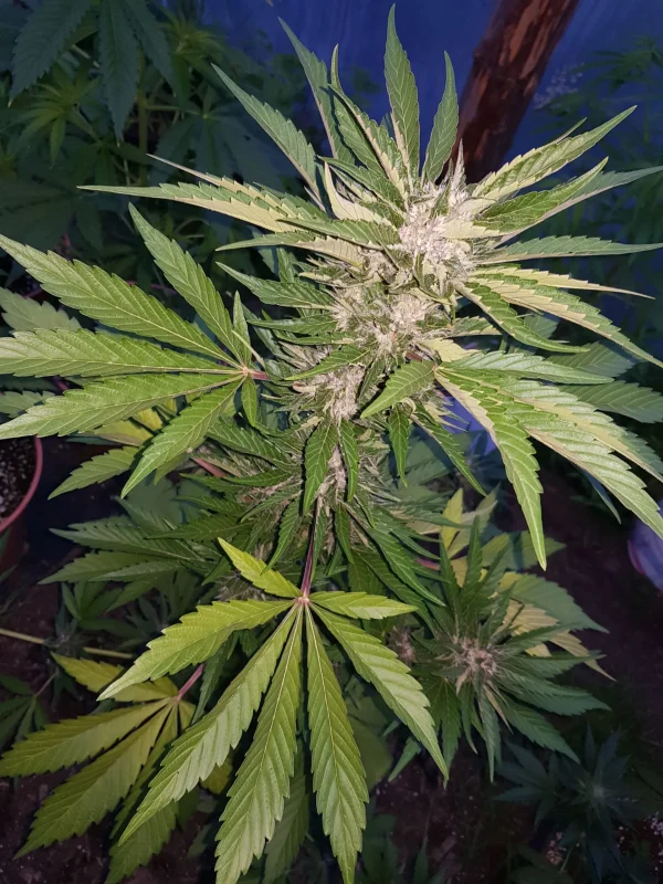 Close-up of Blue Dream Auto bud, showcasing trichomes and bluish-green leaves