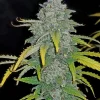 Blue Dream Auto plant with dense, frosty buds and a mix of green and blue-tinged leaves
