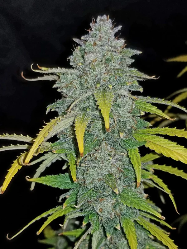 Blue Dream Auto plant with dense, frosty buds and a mix of green and blue-tinged leaves