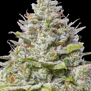 Dense Blue Gelato 41 strain bud glistening with trichomes and vibrant orange pistils.