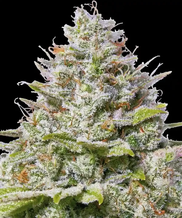 Dense Blue Gelato 41 strain bud glistening with trichomes and vibrant orange pistils.