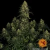Lush Blue Gelato 41 strain plant with dense buds and dark green foliage under indoor grow lights.