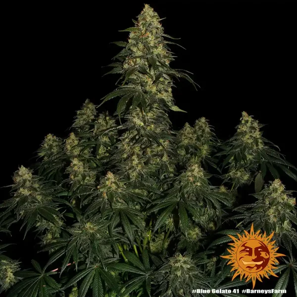 Lush Blue Gelato 41 strain plant with dense buds and dark green foliage under indoor grow lights.