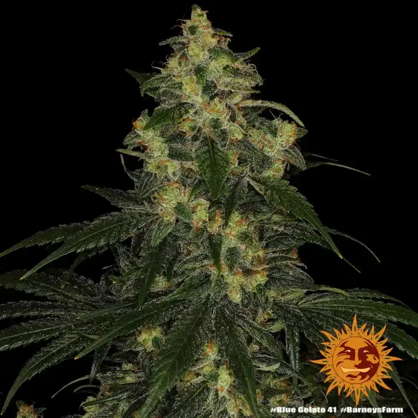 Blue Gelato 41 strain bud close-up showing resinous trichomes and compact structure.