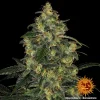 Full Blue Gelato 41 plant with thick buds, coated in frosty trichomes, set against a dark background.