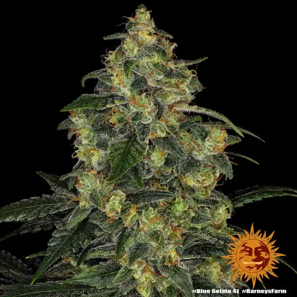 Full Blue Gelato 41 plant with thick buds, coated in frosty trichomes, set against a dark background.