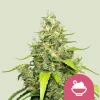 Blue Gelato Strain bud featuring frosty trichomes and vibrant green leaves with hints of yellow.