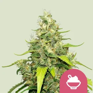 Blue Gelato Strain bud featuring frosty trichomes and vibrant green leaves with hints of yellow.