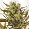 Blue Mystic Strain bud showcasing frosty trichomes, vibrant green hues, and purple-tinted sugar leaves.