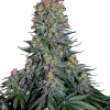 Blue Skunk strain with dense buds showcasing a mix of green and blue tones, covered in resinous trichomes.