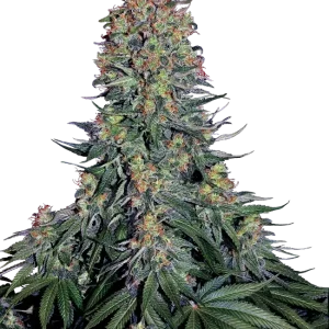 Blue Skunk strain with dense buds showcasing a mix of green and blue tones, covered in resinous trichomes.