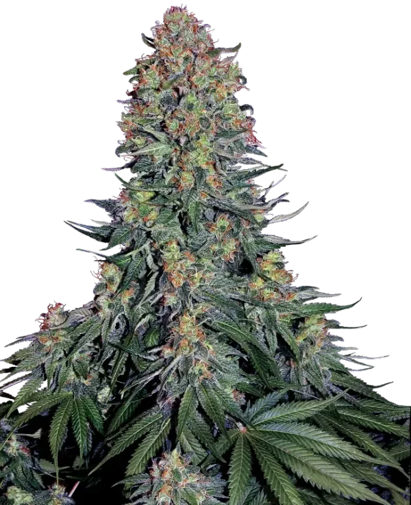 Blue Skunk strain with dense buds showcasing a mix of green and blue tones, covered in resinous trichomes.