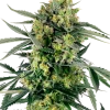 Blue Berry Skittlez Auto strain buds featuring bright green tones, coated in trichomes with orange hairs.
