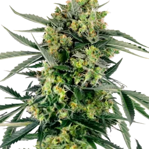 Blue Berry Skittlez Auto strain buds featuring bright green tones, coated in trichomes with orange hairs.