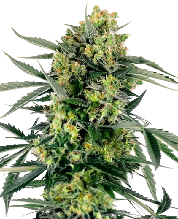 Blue Berry Skittlez Auto strain buds featuring bright green tones, coated in trichomes with orange hairs.