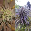 Comparison of two Blueberry cannabis buds, showcasing deep purple leaves and dense flower structure under natural lighting