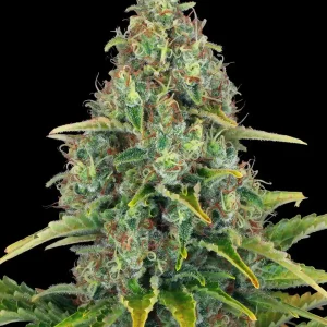 Blueberry Cheese Auto Strain showcasing dense, trichome-laden buds with vibrant green and yellow leaves.