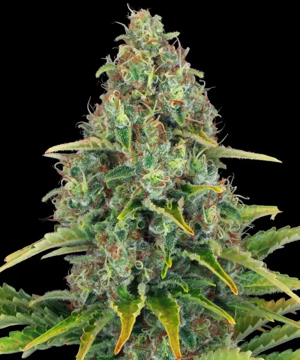 Blueberry Cheese Auto Strain showcasing dense, trichome-laden buds with vibrant green and yellow leaves.