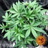 Close-up of Blueberry Cheese Auto Strain, revealing broad, deep green fan leaves in optimal health