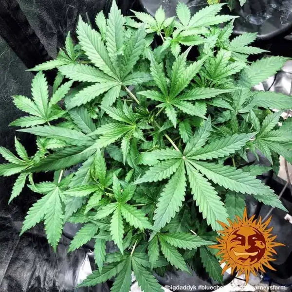 Close-up of Blueberry Cheese Auto Strain, revealing broad, deep green fan leaves in optimal health