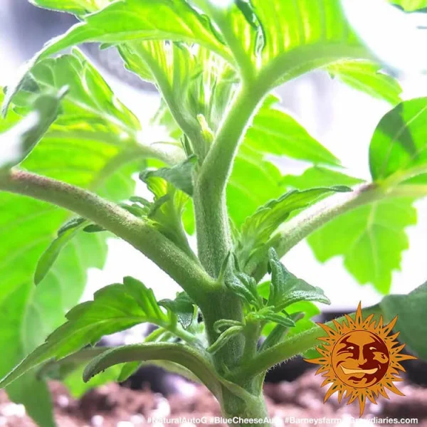 Blueberry Cheese Auto Strain stem structure with young, healthy growth and vibrant green leaves.