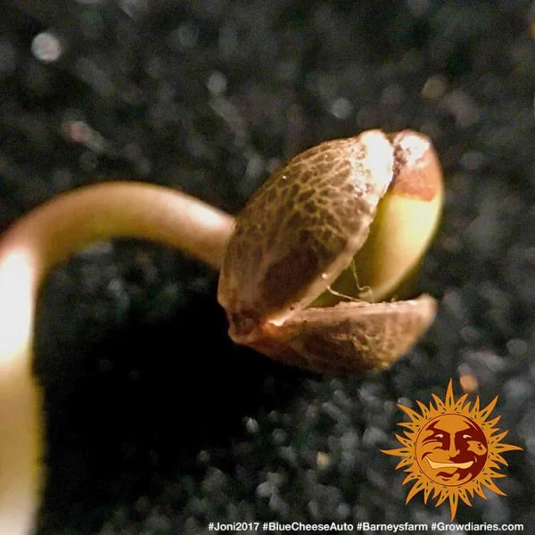 Sprouting Blueberry Cheese Auto Strain seed, showing the first sign of life in cannabis cultivation.