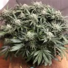 Full Blueberry cannabis plant with dense buds and dark green leaves in an indoor grow setup