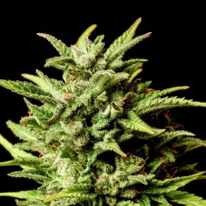 Break-Up Cake Auto strain showcasing its frosty, dark-hued buds and vibrant pistils.