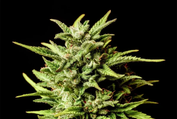 Break-Up Cake Auto strain showcasing its frosty, dark-hued buds and vibrant pistils.