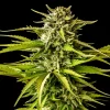 Close-up of Break-Up Cake Strain with dense trichomes and rich green leaves.