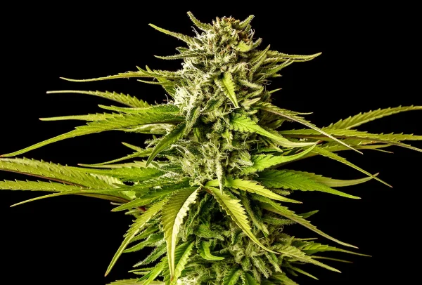 Close-up of Break-Up Cake Strain with dense trichomes and rich green leaves.