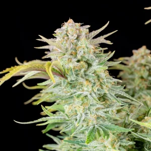 Bruce Banner Auto cannabis plant with tall, resin-coated buds and healthy green foliage