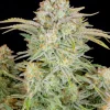 Bruce Banner Auto cannabis cola showing heavy trichome coverage and bright green leaves