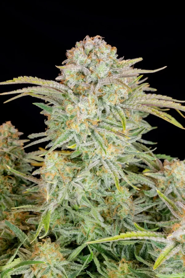 Bruce Banner Auto cannabis cola showing heavy trichome coverage and bright green leaves