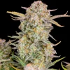Close-up of Bruce Banner Auto cannabis bud covered in trichomes with orange pistils