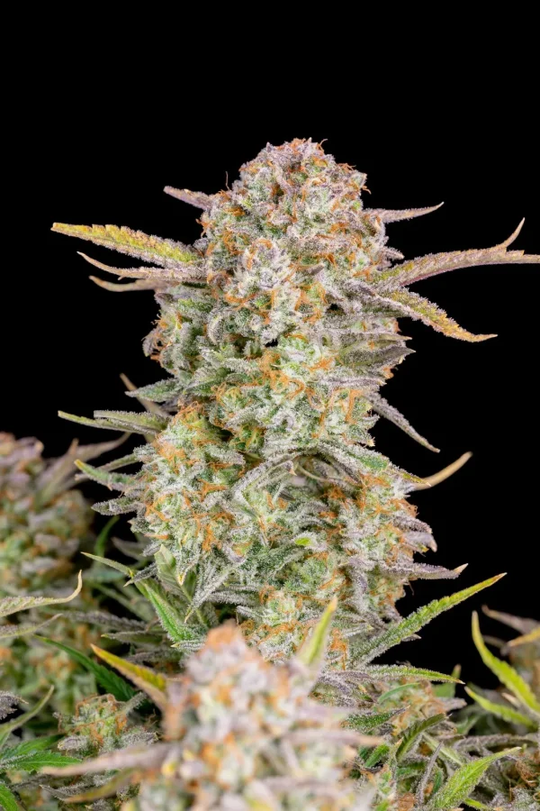 Close-up of Bruce Banner Auto cannabis bud covered in trichomes with orange pistils