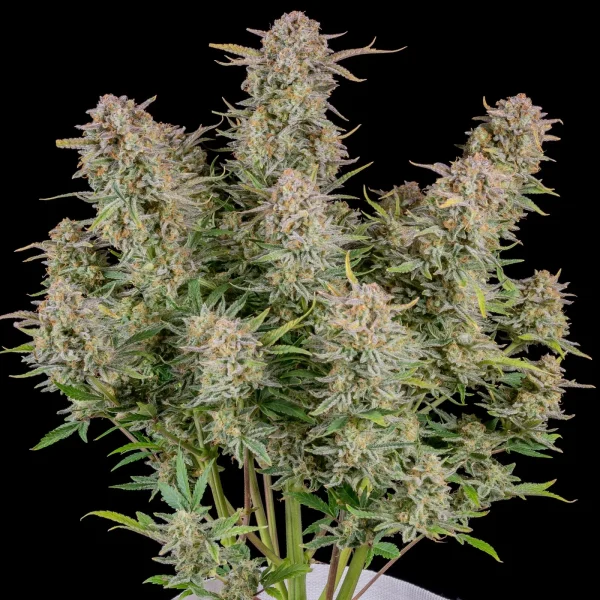 Bruce Banner Auto cannabis plant with dense, frosty buds and vibrant green leaves
