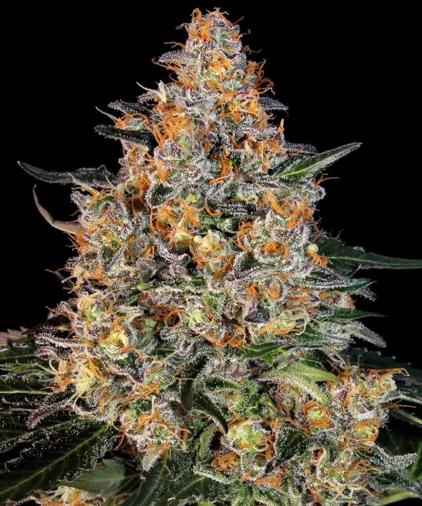 Close-up of Bubba Kush Strain showcasing dense buds with vivid orange pistils and a frosty trichome coating.