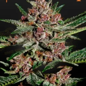 Bubba Kush strain, characterized by dense green buds, abundant trichomes, and amber-colored hairs.