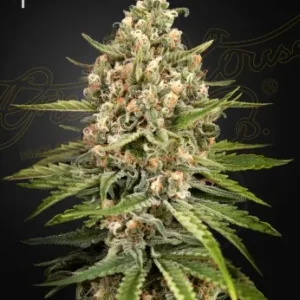 Bubba Slush strain, featuring purple-tinged buds, covered in trichomes and showcasing orange pistils.