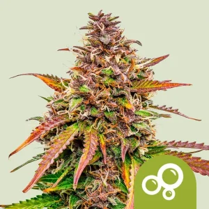 Blue Mystic Strain bud with dense trichome coverage, featuring vibrant greens and subtle purple hues on the sugar leaves.