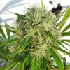 Outdoor-grown Bubble Kush Strain displaying dense, frosty nugs.