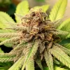 Purple-hued Bubble Kush Strain flowers with prominent orange pistils.