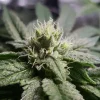 Early flowering stage of Bubble Kush Strain showing sparkling trichomes.
