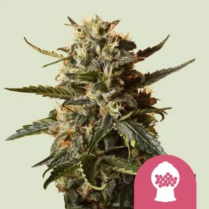 Bubblegum XL Strain bud covered in sparkling trichomes with hints of purple, showcasing its balanced indica-sativa genetics.